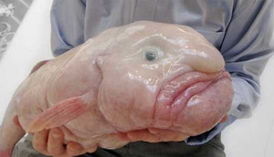 Clip: Loài cá xấu xí nhất hành tinh