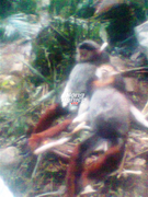 Rợn người một chuyến đi săn trong rừng