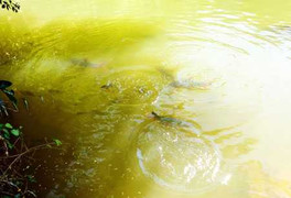 Huyền thoại về loài cá đeo khuyên tai vàng