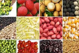 Siết thương lái Trung Quốc mua nông sản VN trái phép