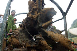 Vì sao gỗ sưa có giá cả chục tỷ đồng một tấn?