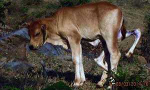 Chuyện kỳ lạ con bê 6 chân, 2 bộ phận sinh dục