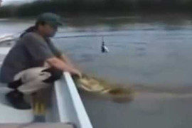 Clip: Câu được cá 'khủng' dài hơn 2 mét