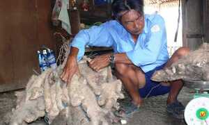 Đào được củ khoai từ khổng lồ nặng 64kg