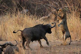 Ngoạn mục cảnh sư tử vượt sông, truy sát trâu rừng