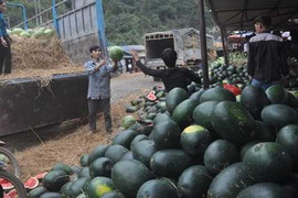 Những kịch bản thu mua nông sản của thương lái Trung Quốc