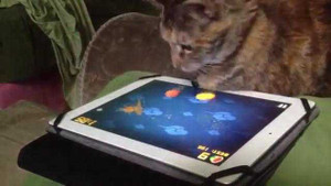 Clip: Mèo chơi game trên iPad cực 'đỉnh'