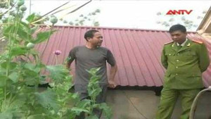 Trồng cây thuốc phiện trên sân thượng