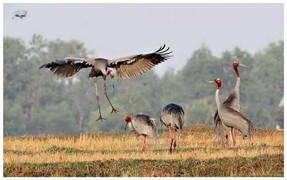 Vào 'vương quốc' của loài chim khổng lồ, tuyệt đẹp