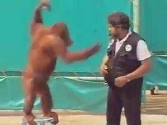 Chú đười ươi thông minh, tinh quái nhất quả đất