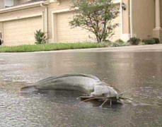 Kỳ lạ những loài cá thích đi bộ trên cạn