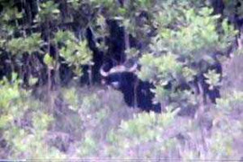 Chụp được cá thể bò tót nặng cả tấn ở Quảng Nam