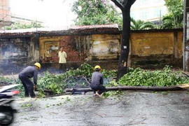 TP.HCM: Hàng loạt cây xanh gãy đổ trong dông lốc