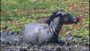 Ngựa vằn sa lầy, đối mặt cả đàn cá sấu