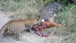 Clip: Cá sấu lạnh lùng cướp mồi của báo hoa