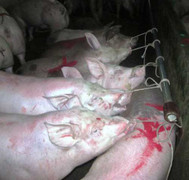 Cận cảnh bơm nước vào heo căng tròn trước khi vào lò giết mổ