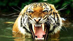 Thợ săn tài ba bị hổ xám khổng lồ ăn thịt