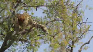 Xem báo đốm bắt khỉ như hái trái cây