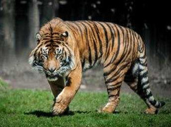 Xạ thủ tài ba tiêu diệt hổ khổng lồ ăn thịt hai mẹ con