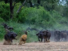 Vua sư tử chạy trối chết khỏi đàn trâu rừng