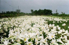 Miền Bắc tăng nhiệt mạnh, Hà Nội nắng nóng