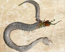 Video: Rết khổng lồ ác chiến rắn độc