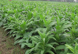 Mập mờ tiền hỗ trợ dân, hai 'quan xã' bị đình chỉ