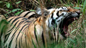 Phát súng và ngọn lao kết liễu thần hổ xám khổng lồ