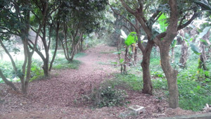 Tranh chấp đất ở chùa Mía: Chính quyền xã 'bó tay'?