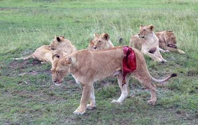 Sư tử bị trâu húc toạc đùi