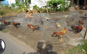 'Vương quốc gà nòi' và những chú gà chiến ngàn đô