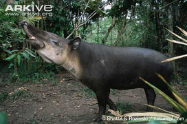 Kỳ dị loài lợn vòi đến từ thời cổ đại