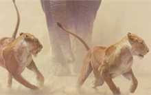 Clip: Voi rừng hăng máu truy sát bầy sư tử