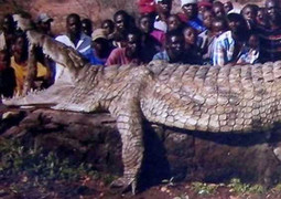 Clip: Cá sấu 'khủng' nuốt lợn rừng trong tích tắc
