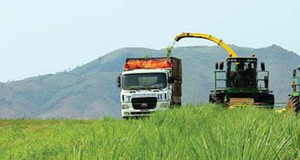 Đại gia Việt hứng thú trồng cỏ nuôi bò