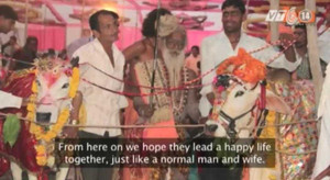 Clip: Tổ chức đám cưới xa hoa cho bò