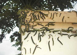 Sâu bò lổm ngổm 'tấn công' nhà dân