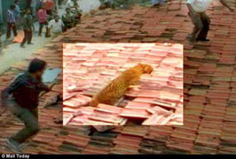 Báo hoang phá tung mái nhà, tấn công người