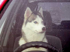 Hy hữu vụ chó lái xe Lada đâm hỏng xe sang