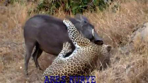 Video: Lợn rừng húc bay báo đốm