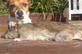 Lại bắt được chuột khổng lồ dài nửa mét