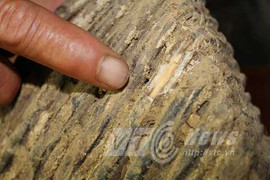 Phát hiện những hàm răng bí ẩn khổng lồ ở Quảng Bình