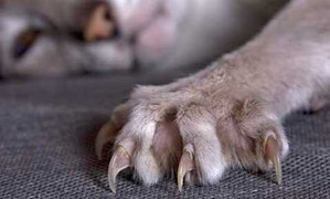 Người chết bị móc mắt thương tâm ở Hải Phòng