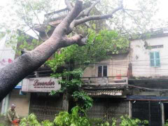 Hà Nội: Mưa lớn 'quật' đổ cây, phá hỏng nhà dân