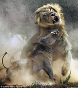 Ảnh: Cuộc đi săn dữ dội của vua sư tử