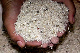 Phát hiện gạo có độc tố cao gấp 25 lần tại Quảng Ngãi