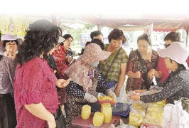 Bán dứa cho du khách, kiếm gần 700 triệu/năm