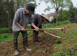 Chuyện tình kỳ lạ của ông già bướu cổ và bà lão gù