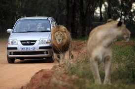 3 mẹ con mắc kẹt trong ôtô đang cháy và đàn sư tử bao vây
