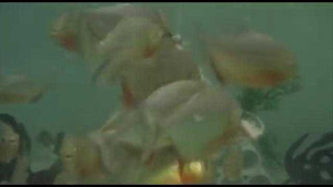 Xem loài cá ăn thịt khủng khiếp cắn xé cá to trong chớp nhoáng